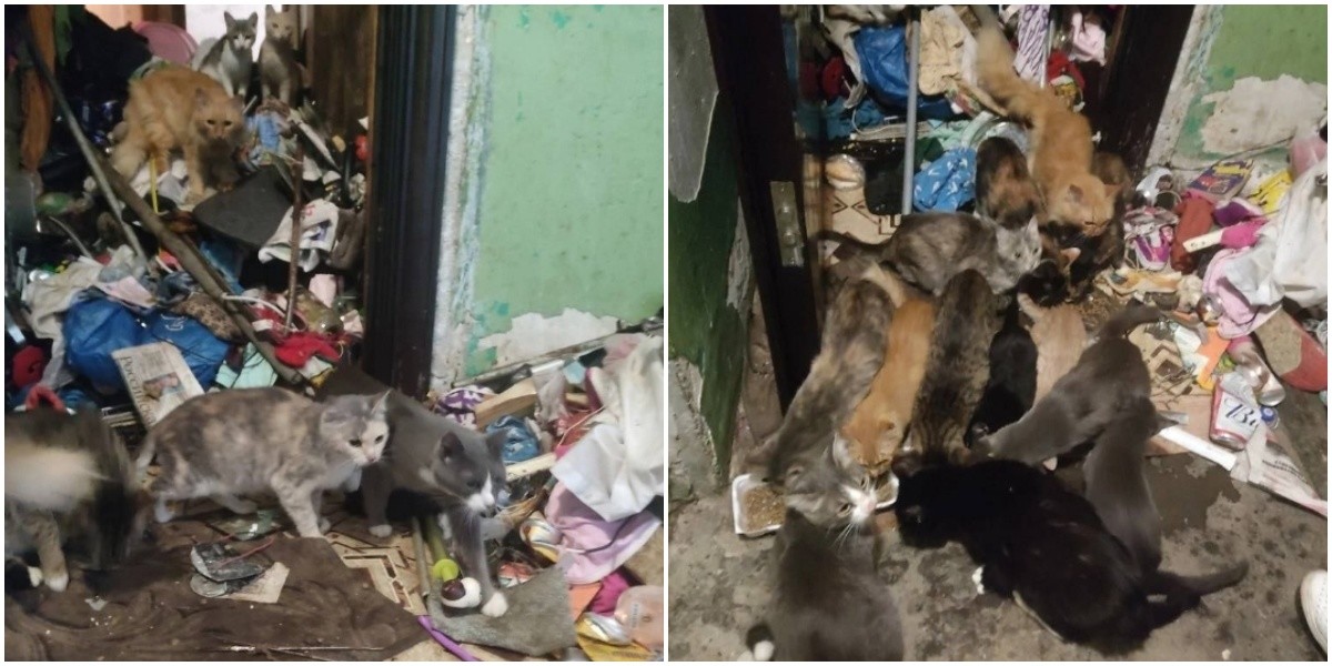 В Екатеринбурге женщина бросила в квартире десятки кошек и уехала к родственникам