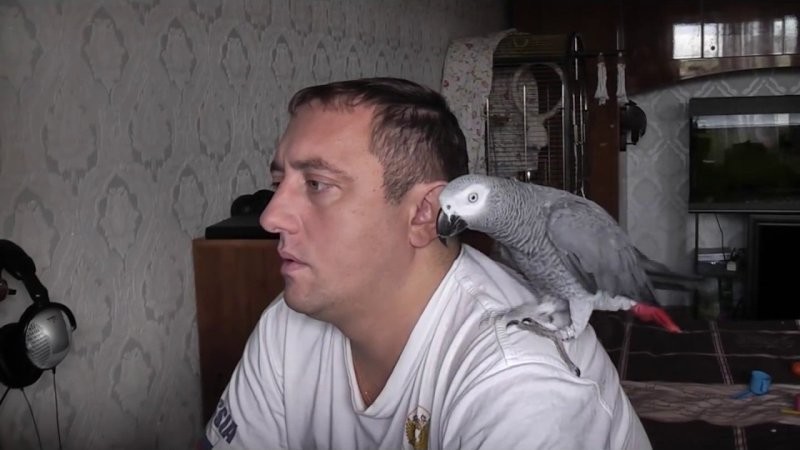 Владельца популярного говорящего попугая Григория обвинили в мошенничестве