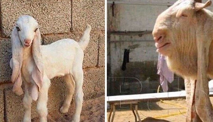 11. Пакистанская коза гулаби — маленькая очень мила, а потом вырастает вот в такое губастое чудище