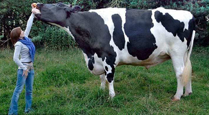 13. Некоторые породы коров намного выше людей