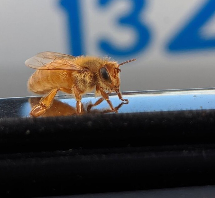1. Золотая пчела Кордован. Порода выведена американскими селекционерами