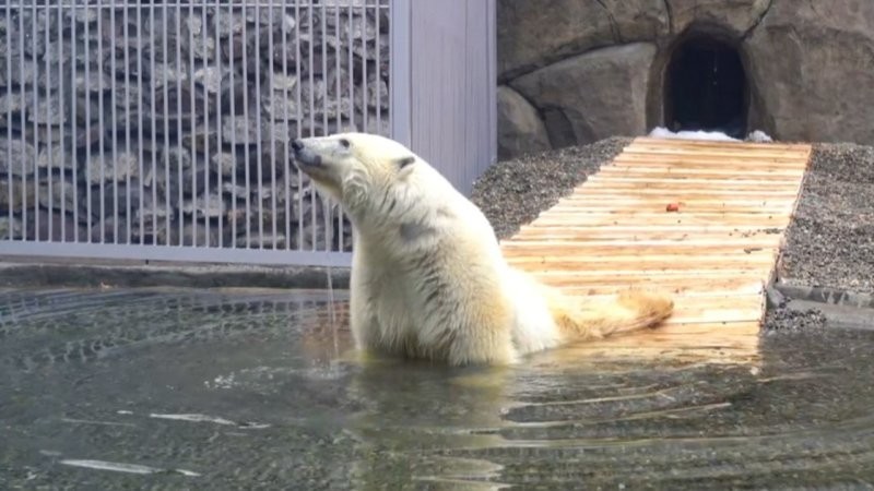 В Московском зоопарке умер медведь Диксон, спасённый в прошлом году с огнестрельными ранениями
