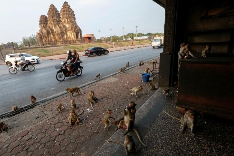 В Таиланде обезьяны совершили набег на супермаркет