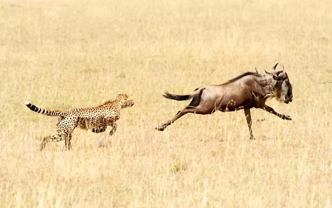 Антилопа южной африки 5. Гепард и антилопа. Гепард нападает на антилопу. Погоня за антилопой. 2 Гепарда и антилопа.
