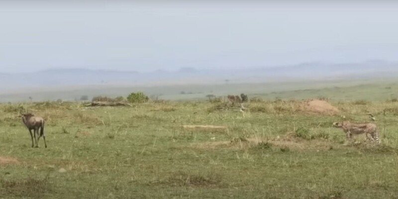 Антилопа обратила в бегство гепарда