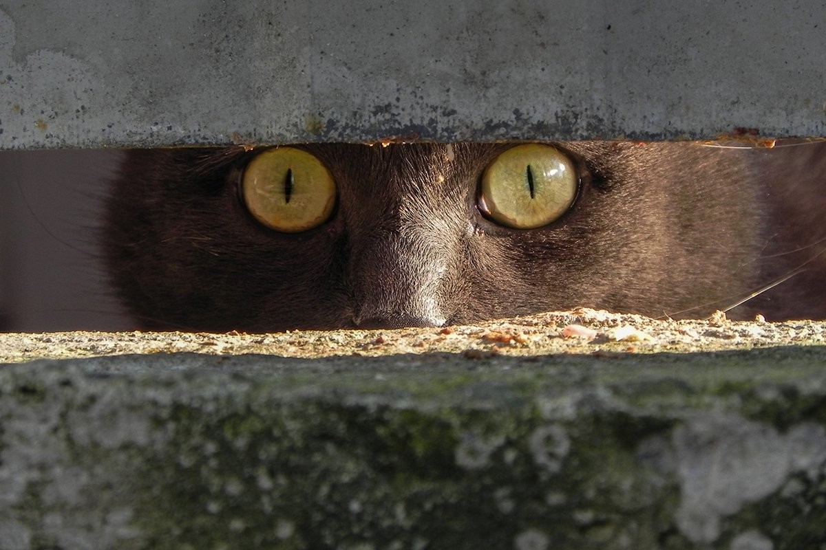 Наблюдаю 10 на 2. Кошка выглядывает. Котик следит. Кошка наблюдает. Кот наблюдение.