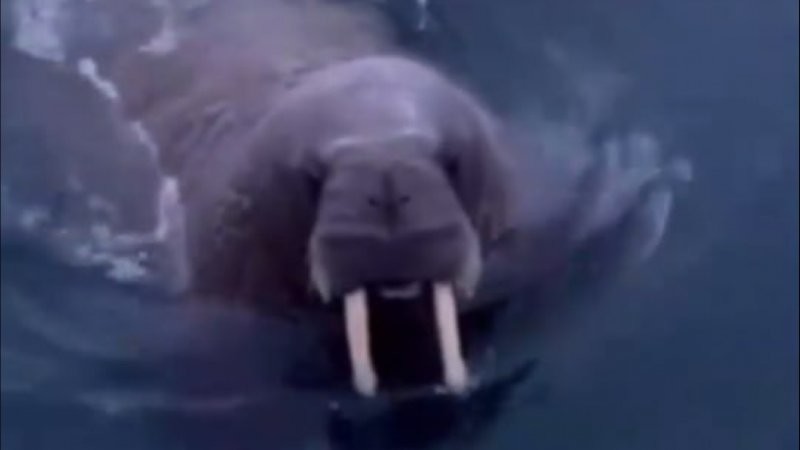 Недовольная моржиха прогнала российских туристов, проткнув им лодку