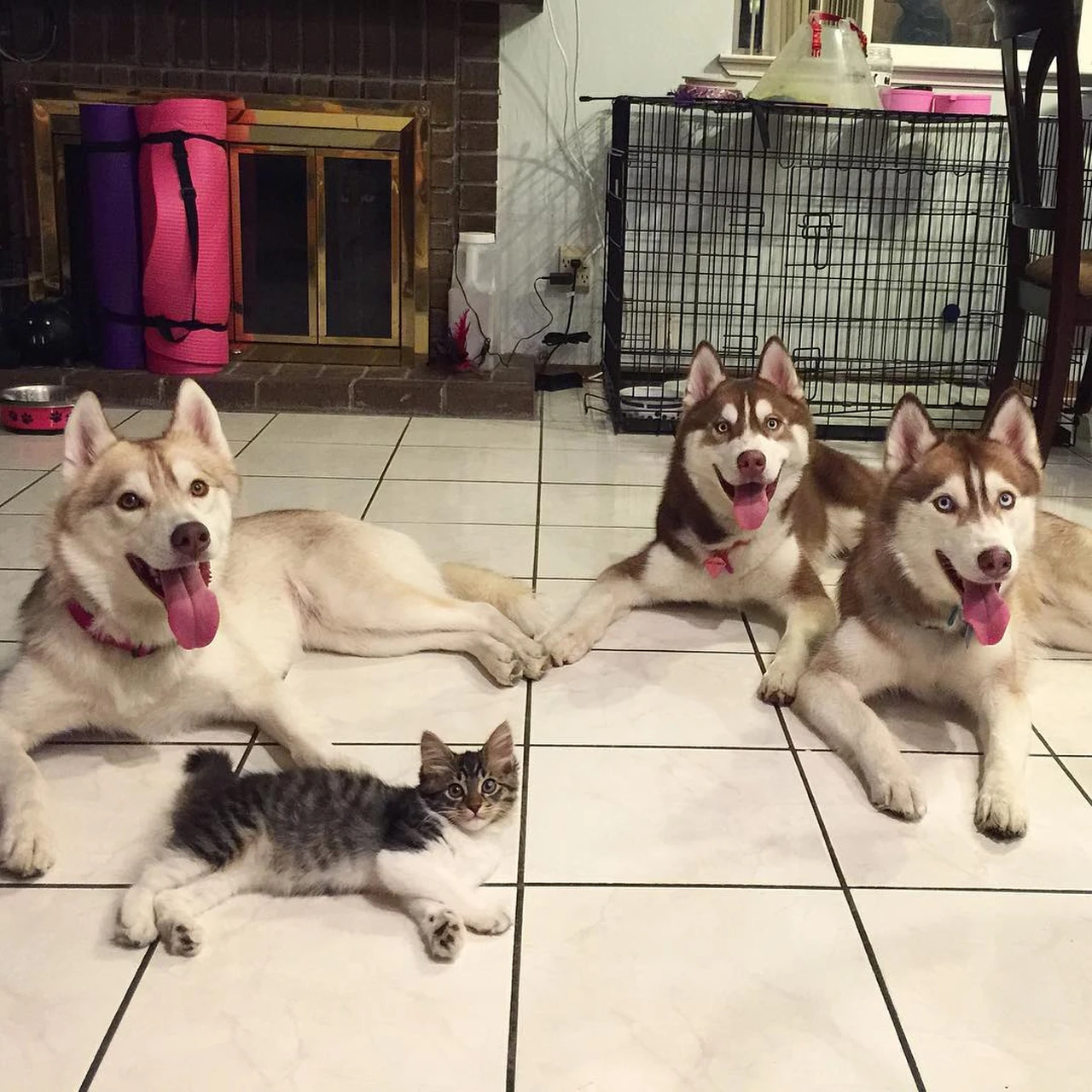 Сибирский хаски +кошка. Хаски и кошка. Хаски и Мейн кун. Три собаки хаски.