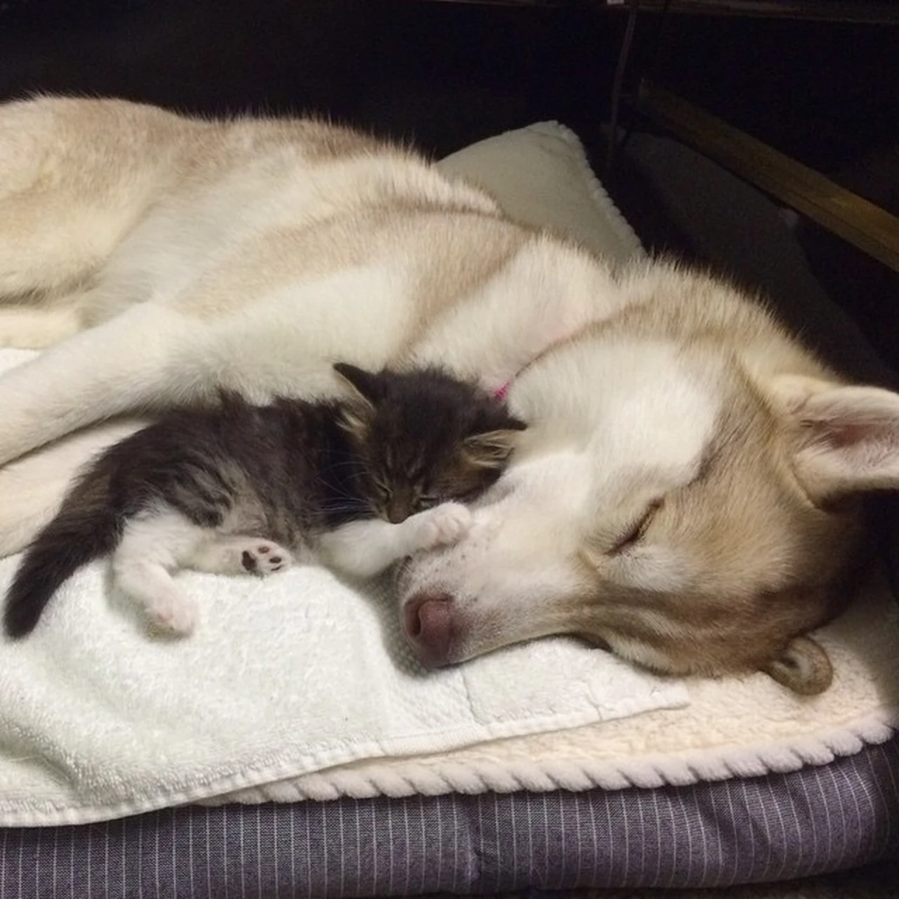 Собаки вместе спят. Кот и собака спят вместе. Спящие коты и собаки.