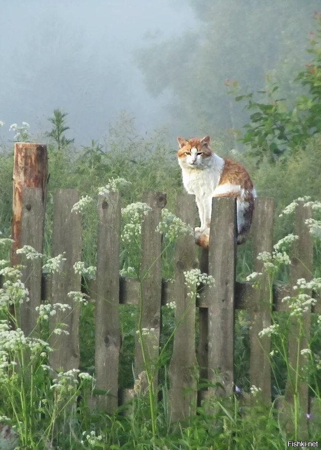 Деревенская кошка. Природа с забором. Смешные Деревенские коты. Цветы в деревне. Утренний страж 2024