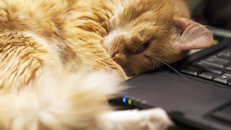 В США инженер проверял серверы, а его кот прыгнул на клавиатуру и стёр все данные