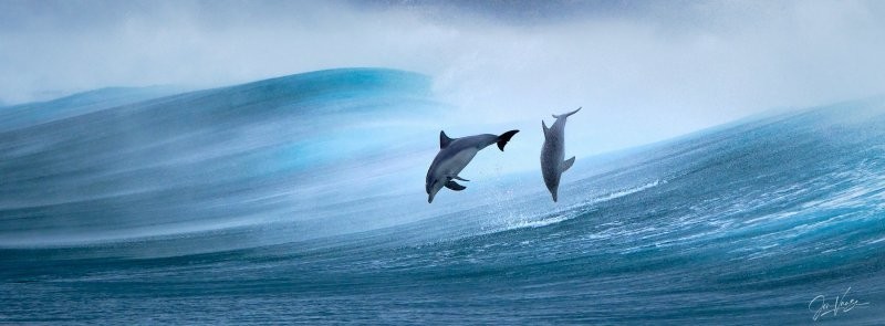 8. Дельфины у мыса Нейчерэлист в юго-западной части Западной Австралии. Фотограф Jon Vause
