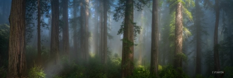 2. Завораживающие деревья в округе Дель Норте, штат Калифорния, США. Фотограф Zack Stanton