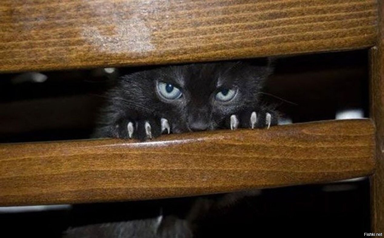 Терпят ищет. Кот следит. Кот выглядывает из под кровати. Кот выглядывает из под стола. Котик с когтями.
