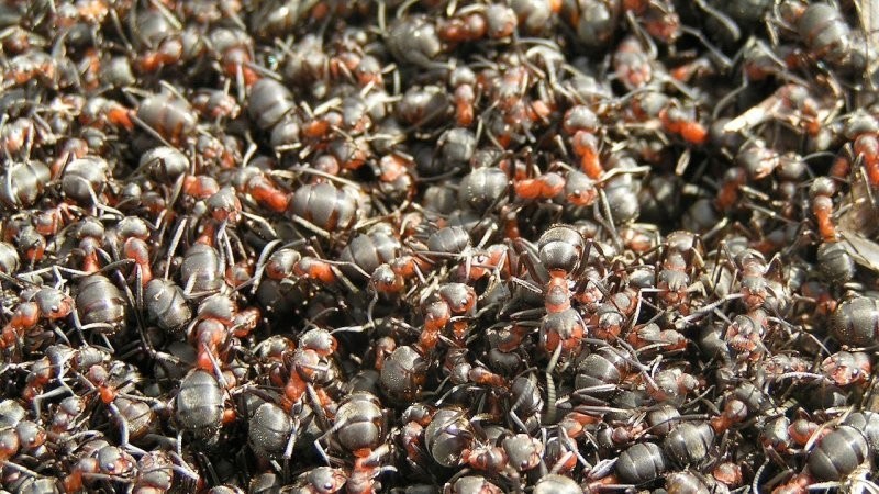 8. Слишком много муравьёв