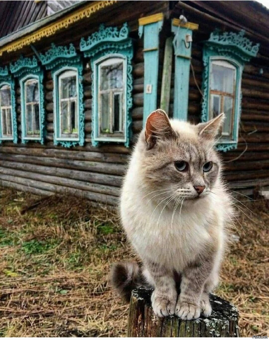 село кошки фото