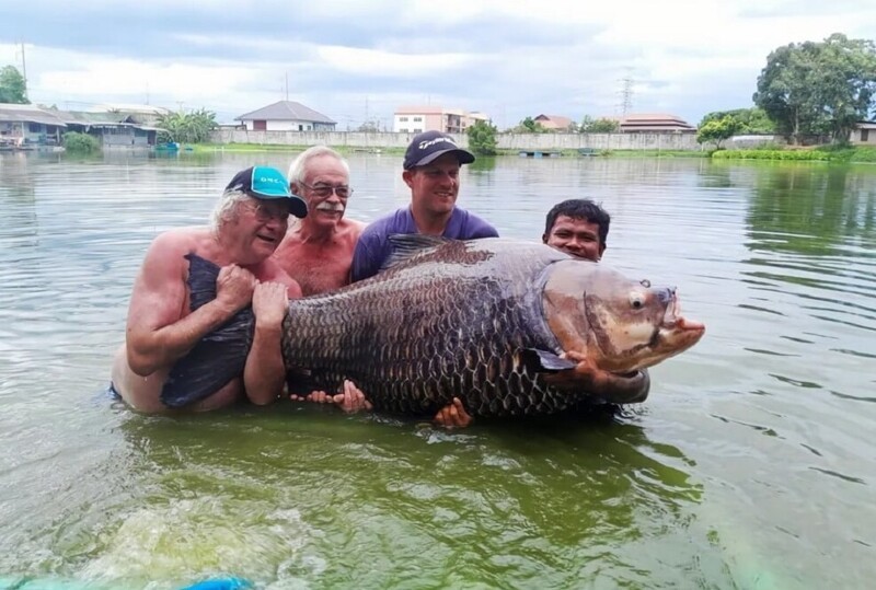 В Таиланде мужчина поймал огромного карпа весом 114 кг на обычную удочку