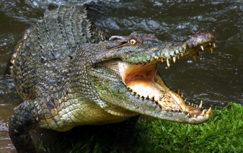8. Крокодилы - от 1 года до 3 лет