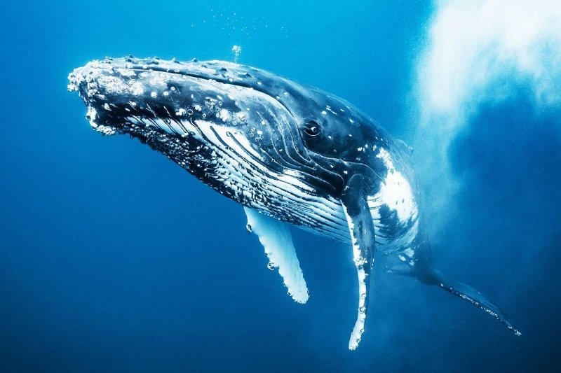 4. Горбатый кит - 6 месяцев