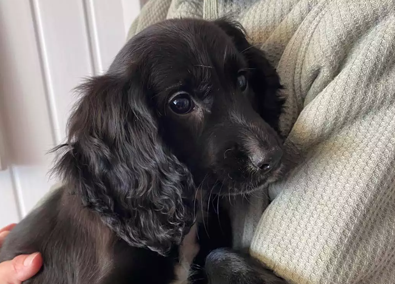 На парковке в Великобритании нашли щенка с шестью лапами