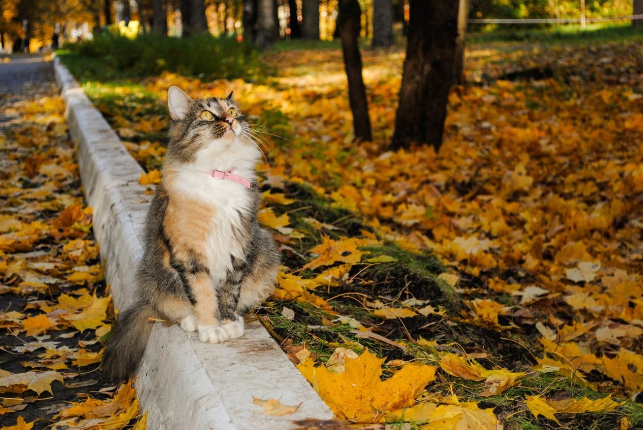 Мог быть славный денек. Кот осень. Осенний пейзаж с животными. Осенний котик. Кошки осенью.