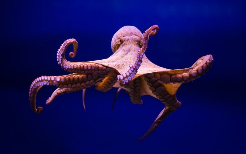 12. Ученые выяснили, что осьминоги жили раньше динозавров. Эти странные морские существа многое видели в этом мире
