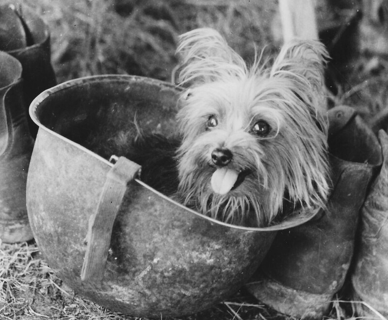 Ангел Смоки: собака Второй Мировой войны