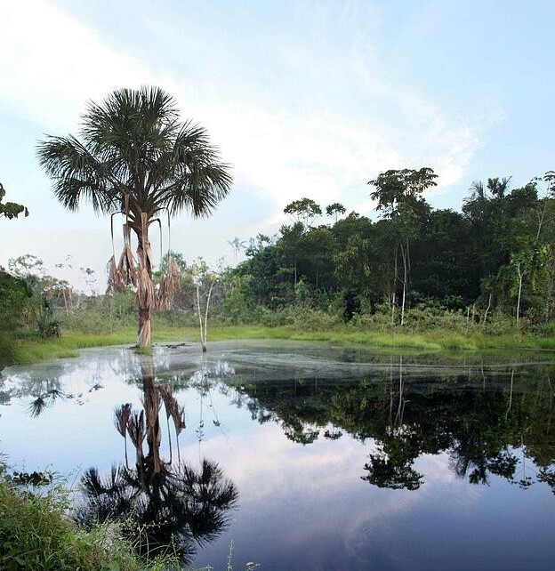 В Амазонии нашли "инопланетную" осу-паразита