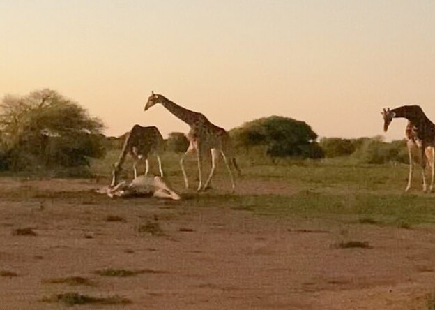Трогательный момент: жирафы прощаются с умершим сородичем
