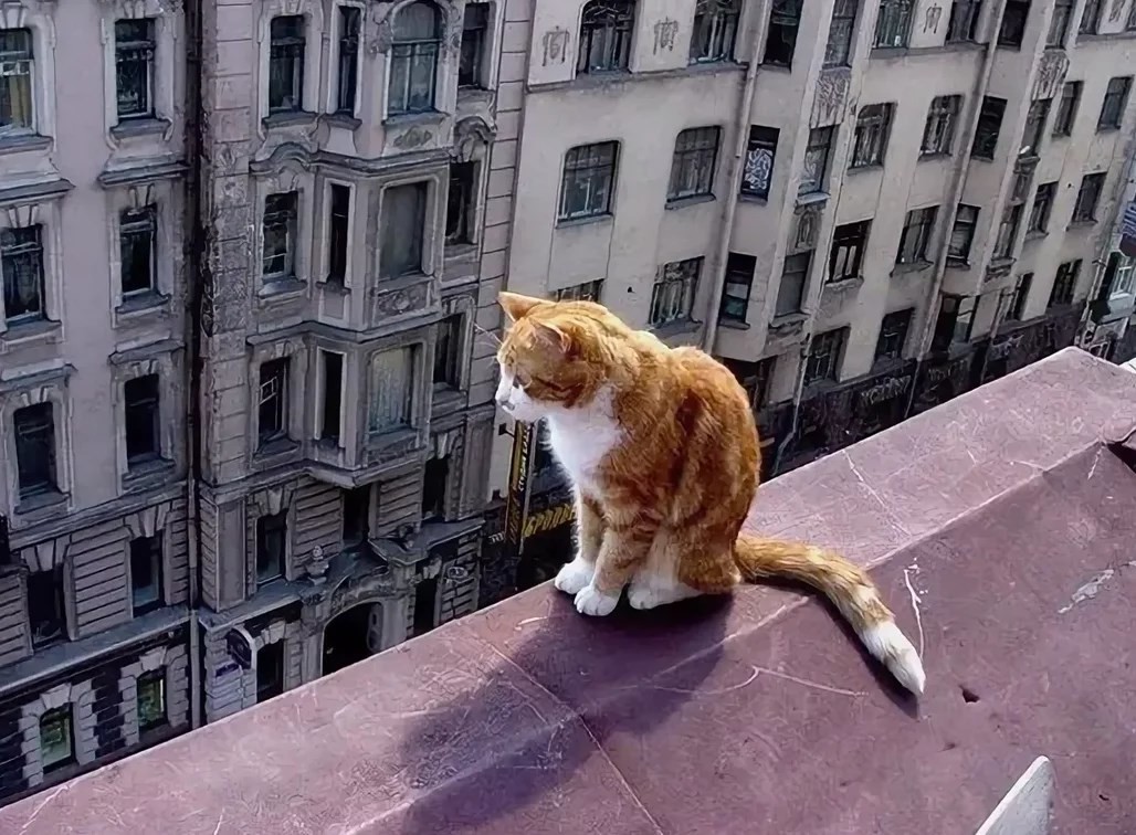 Кот на карнизе. Кошка. Петербургская кошка. Кот сидит на крыше. Коты Питера.