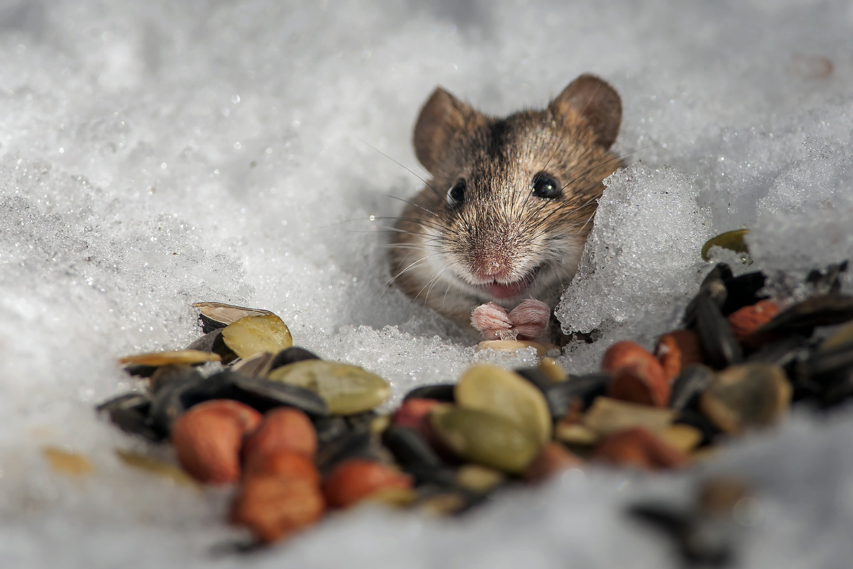 Мышь в снегу. Мышонок в снегу. Хомяк зимой. Хомяк с запасами. Холодный хомяк