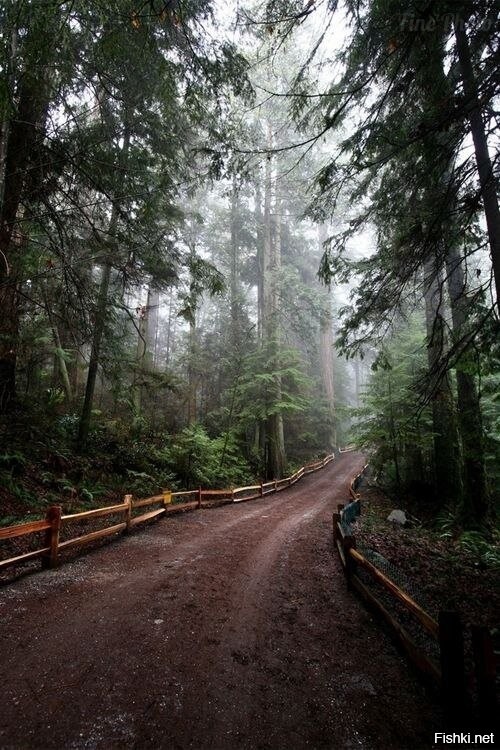 We live nature. Ванкувер Канада лес. Дорога в лесу. Атмосферное место в лесу. Дорога мост лес.