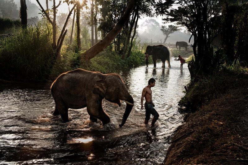 Слоны и махауты (люди, ухаживающие за слонами) в заповеднике Чиангмай, Таиланд, 2010 год