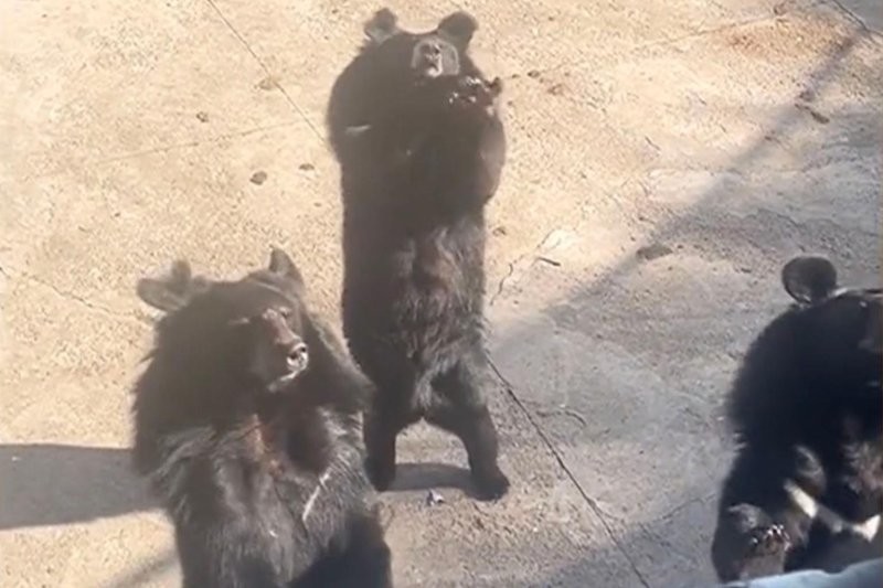 Медведь из китайского зоопарка словил минуту славы