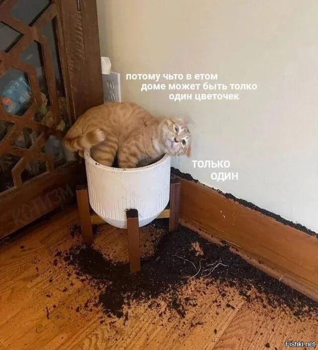 Солянка от фрол фомич за 28 октября 2023 19:41 на Fishki.net