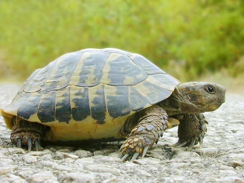 13. Черепахи, 200-300 миллионов лет