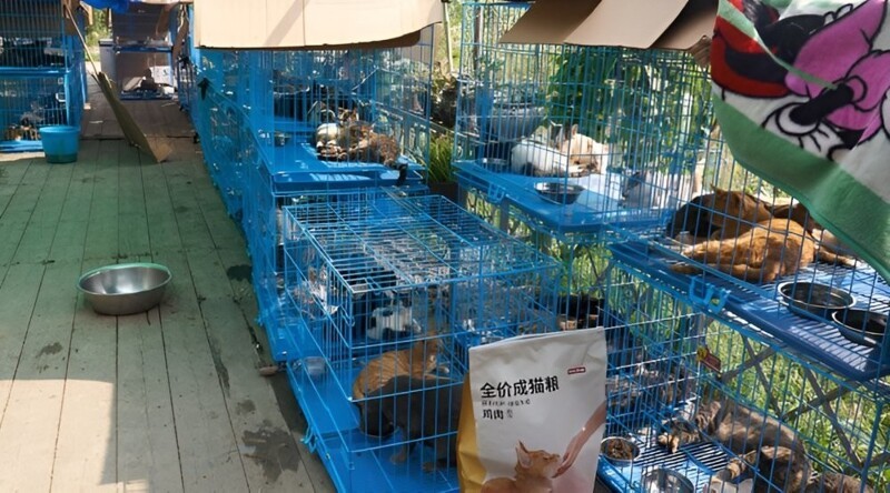 В Китае спасли 1000 кошек, мясо которых планировалось продать под видом баранины