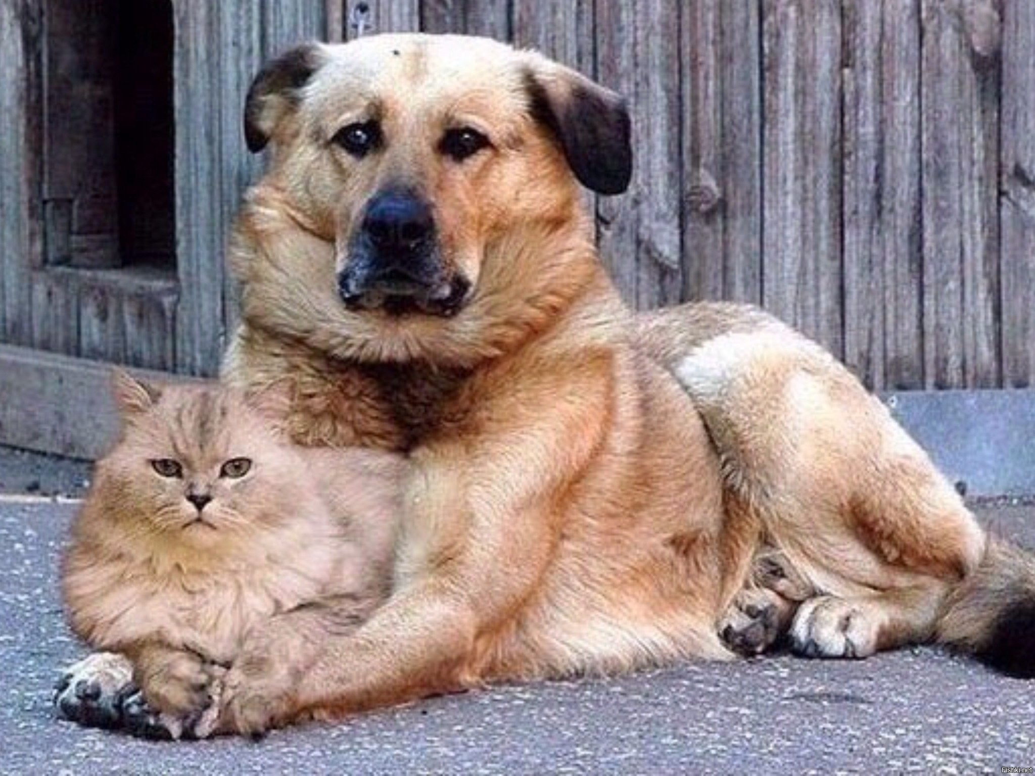 Funny pets 2. Кошки и собаки. Кот и собака дружат. Дружба кошки и собаки. Кот и собака друзья.
