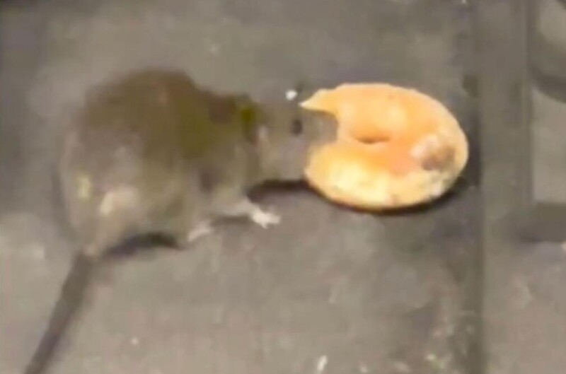 Крыса поделилась найденной едой с сородичем