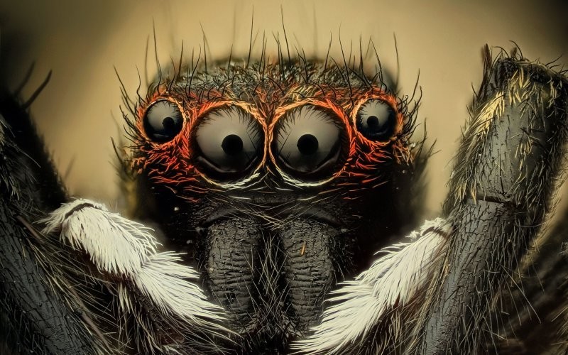 20 фактов о пауках