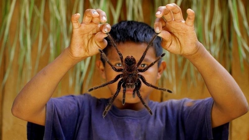 20 фактов о пауках