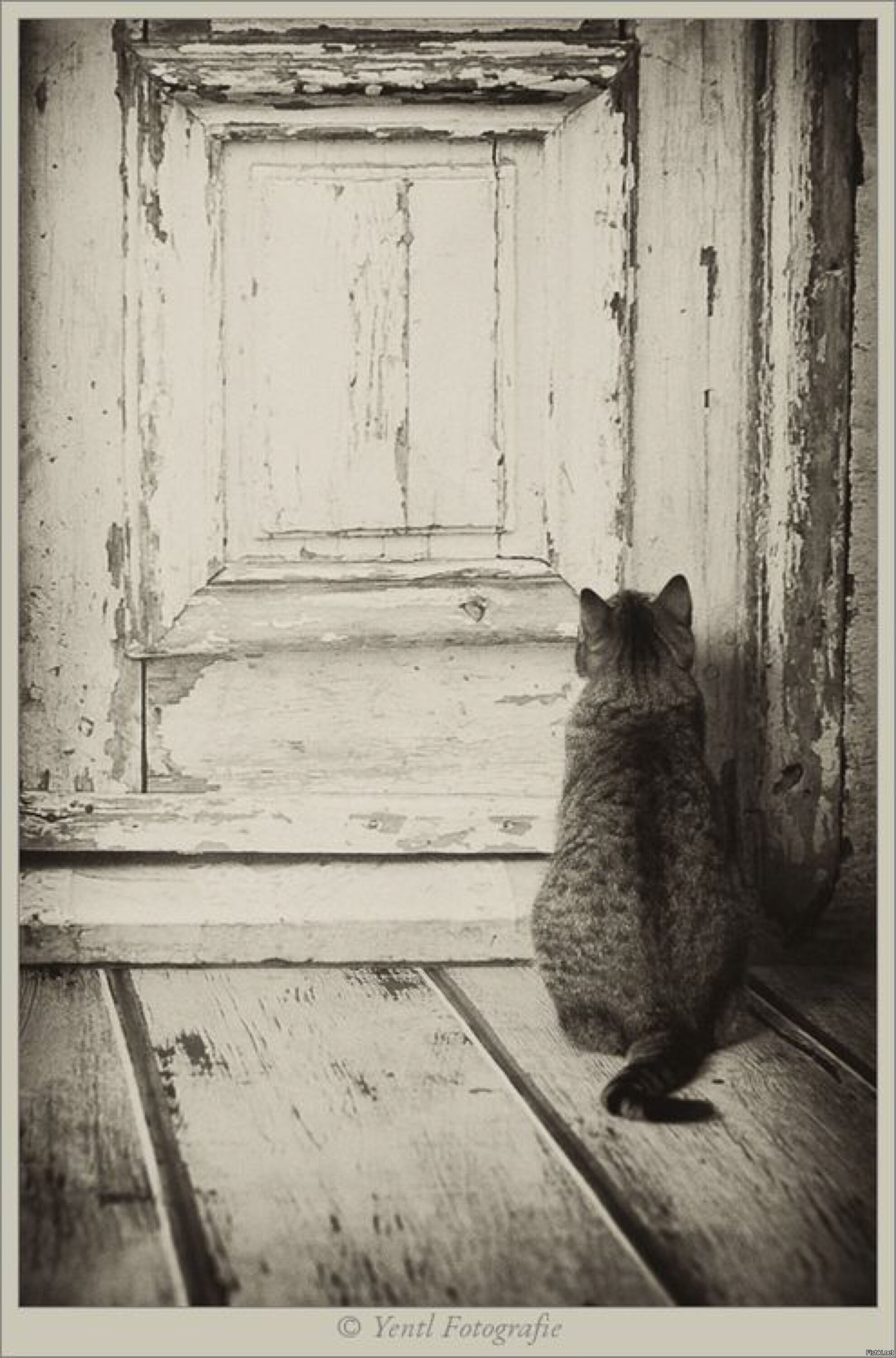 Открой дверь я жду. Одинокий кот. Одинокий котенок. Кот под дверью. Одинокая кошка.