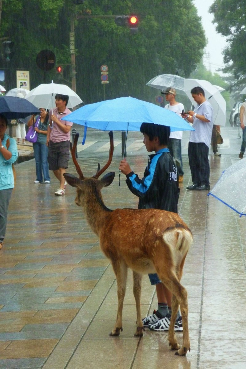 3. Во время дождя я увидел, как этот парень делится своим зонтиком с оленем. Это растопило мое сердце