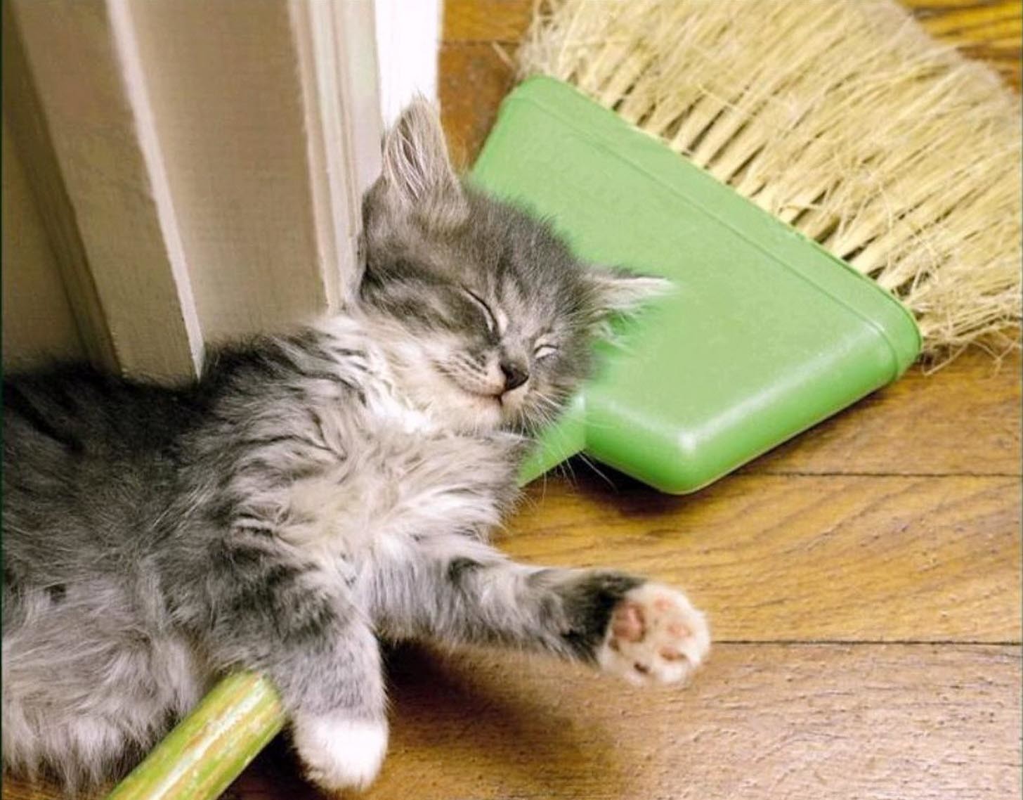 Маленький устал. Уставший котенок. Кот убирается. Кот убирается в доме. Котик уборка.