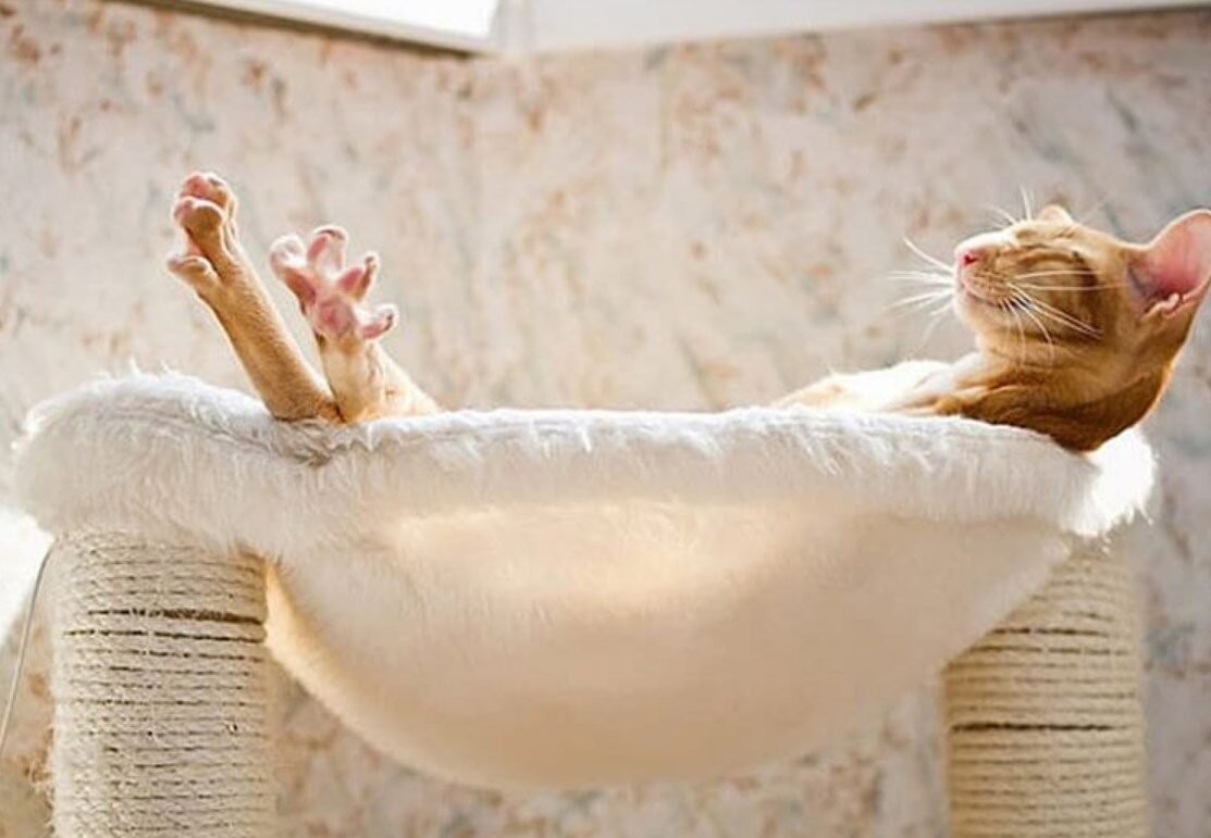 Расслабленная кошка. Расслабленный кот. Кот отдыхает. Беззаботный кот. Коты расслабляются.