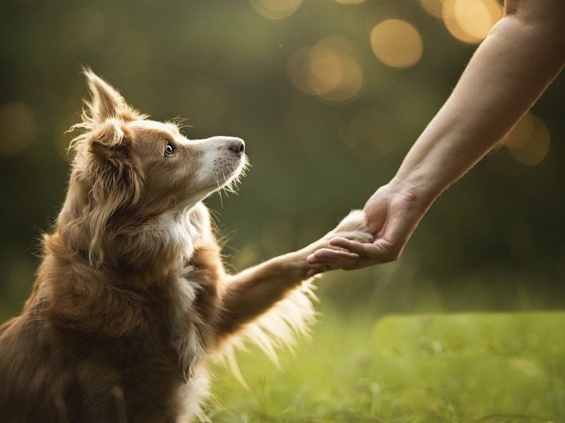 «Собака – лучший друг человека»: обстоятельства появления этой фразы