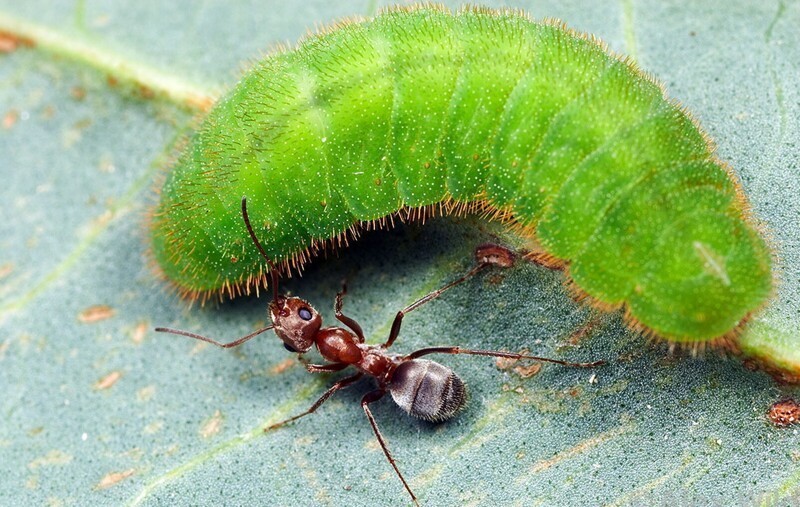 Милая обманщица: скромная шпионка, которая вынуждает муравьёв растить её детей