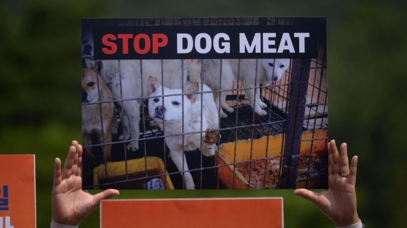 Власти Южной Кореи запретят употреблять в пищу собачье мясо