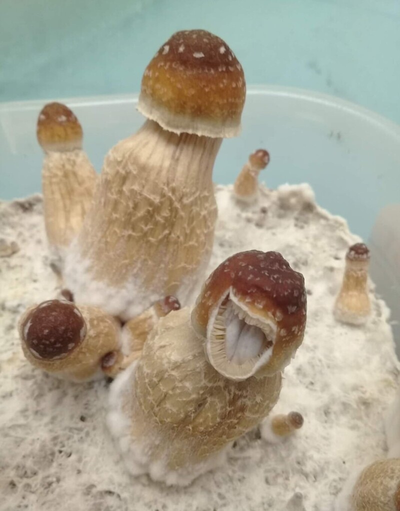 14. Что-то не так с этими грибами