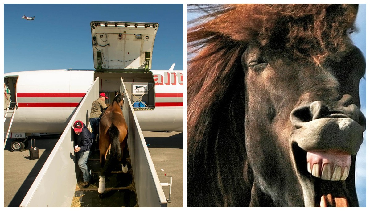 Лошадка самолеты. Перевозка лошадей в самолете. Конь в самолете. Перевозка коня в самолете. Борт с конями.